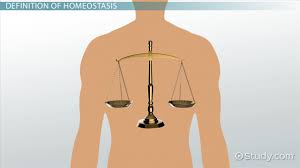 Homeostasis Scale 